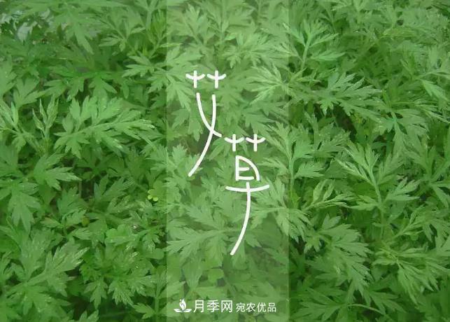南阳艾草产业发展规划(2019-2023 年),快来看看吧!(图3) 南阳艾草产业发展规划(2019-2023 年),快来看看吧!(图3)