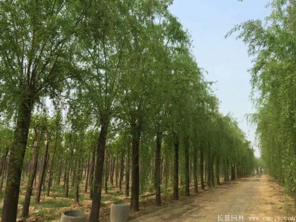 青皮垂柳图片青皮垂柳基地实拍 青皮垂柳图片青皮垂柳基地实拍