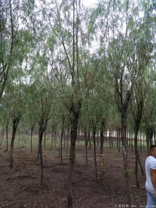 青皮垂柳图片青皮垂柳基地实拍 青皮垂柳图片青皮垂柳基地实拍