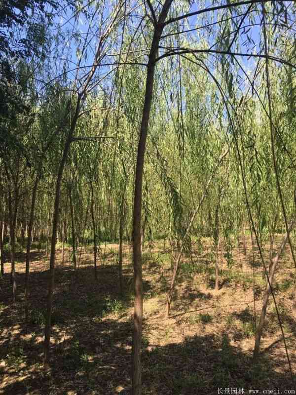 青皮垂柳图片青皮垂柳基地实拍 青皮垂柳图片青皮垂柳基地实拍