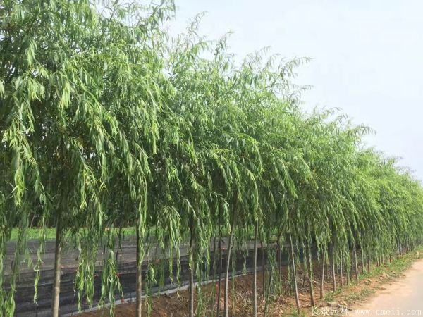 青皮垂柳图片青皮垂柳基地实拍 青皮垂柳图片青皮垂柳基地实拍