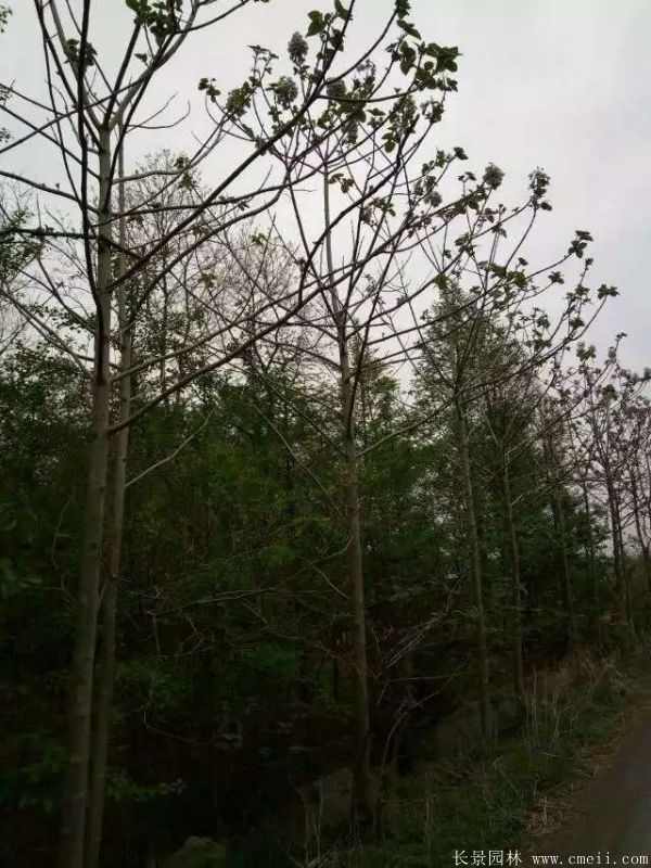 泡桐树图片泡桐树基地实拍