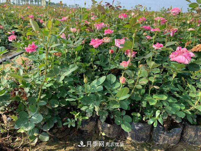 藤本月季小苗的价格(图1) 藤本月季小苗的价格(图1)