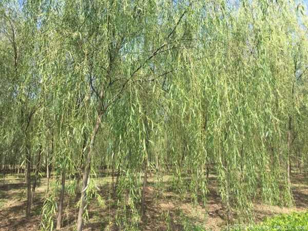 青皮垂柳图片青皮垂柳基地实拍 青皮垂柳图片青皮垂柳基地实拍