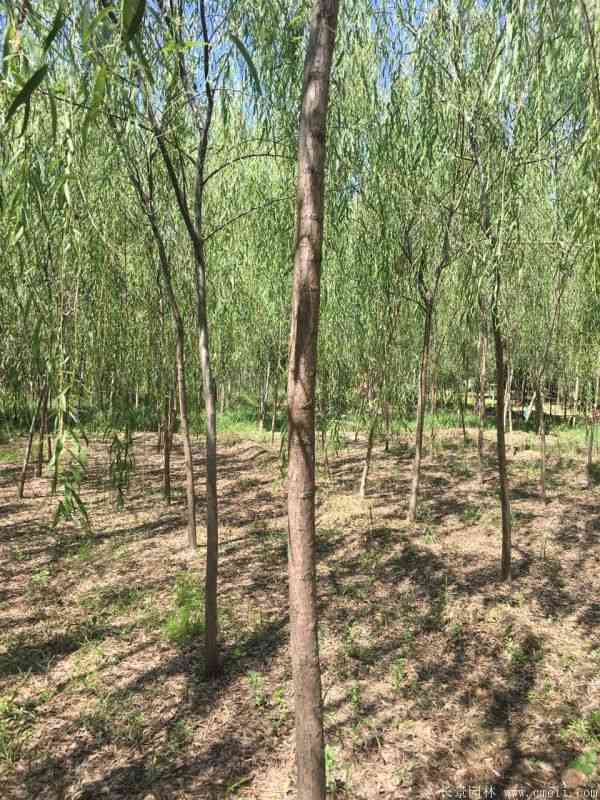 青皮垂柳图片青皮垂柳基地实拍 青皮垂柳图片青皮垂柳基地实拍