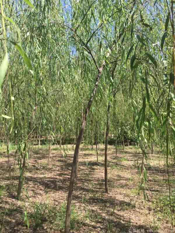 青皮垂柳图片青皮垂柳基地实拍 青皮垂柳图片青皮垂柳基地实拍