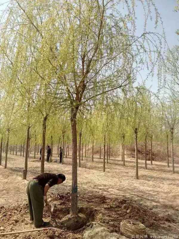 青皮垂柳图片青皮垂柳基地实拍 青皮垂柳图片青皮垂柳基地实拍