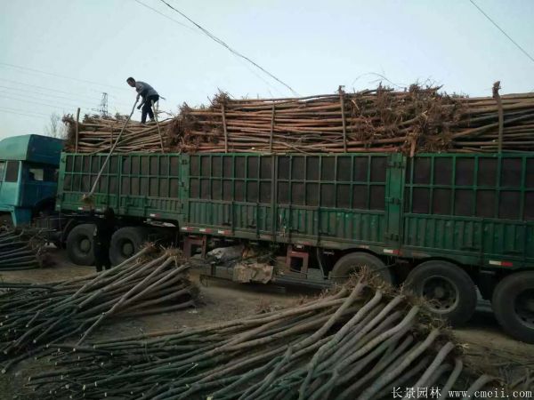 青皮垂柳图片青皮垂柳基地实拍 青皮垂柳图片青皮垂柳基地实拍