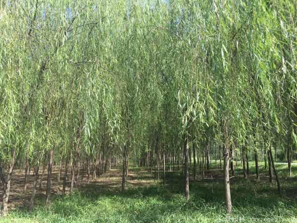 青皮垂柳图片青皮垂柳基地实拍 青皮垂柳图片青皮垂柳基地实拍