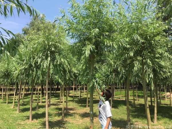 黄金柳树图片黄金柳树基地实拍 黄金柳树图片黄金柳树基地实拍