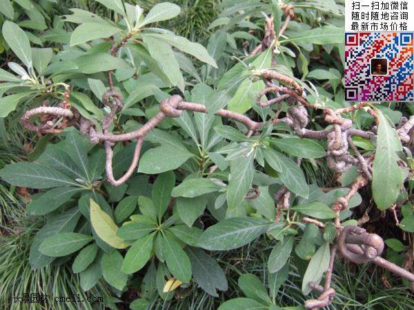 结香花,白花树 结香花,白花树
