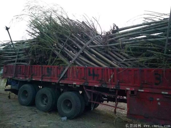 青皮垂柳图片青皮垂柳基地实拍 青皮垂柳图片青皮垂柳基地实拍