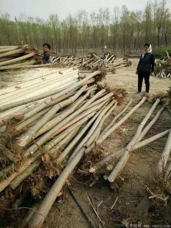 青皮垂柳图片青皮垂柳基地实拍 青皮垂柳图片青皮垂柳基地实拍