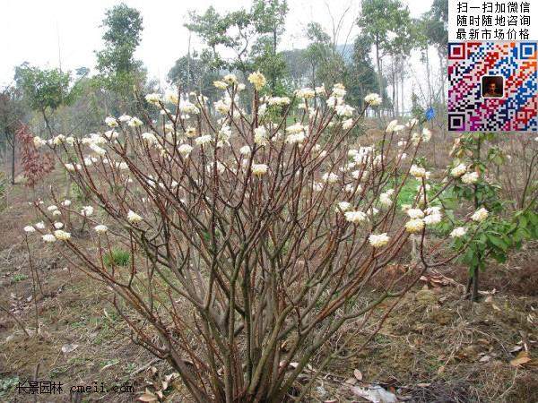 结香花,白花树 结香花,白花树