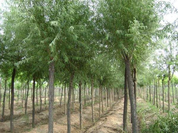馒头柳图片馒头柳基地实拍 馒头柳图片馒头柳基地实拍