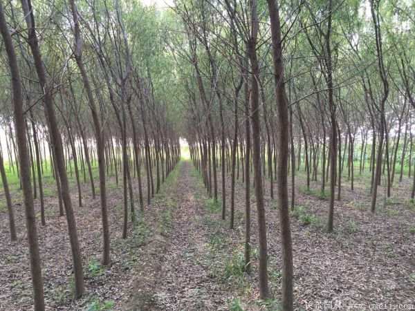 馒头柳图片馒头柳基地实拍 馒头柳图片馒头柳基地实拍