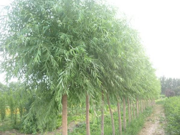 馒头柳图片馒头柳基地实拍 馒头柳图片馒头柳基地实拍