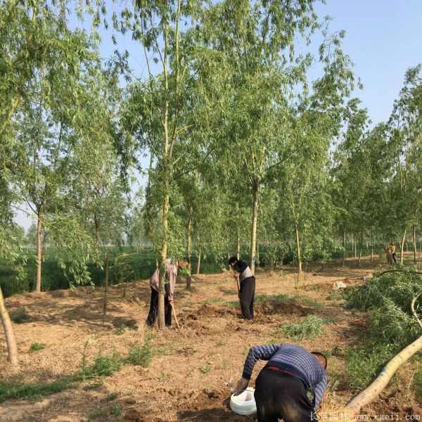 黄金柳树图片黄金柳树基地实拍 黄金柳树图片黄金柳树基地实拍