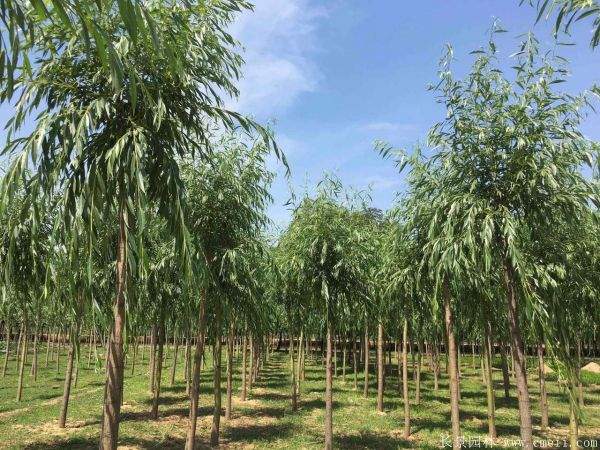 黄金柳树图片黄金柳树基地实拍 黄金柳树图片黄金柳树基地实拍