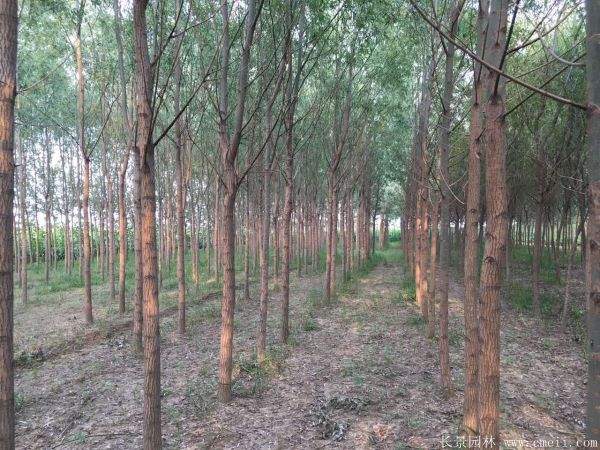 馒头柳图片馒头柳基地实拍 馒头柳图片馒头柳基地实拍