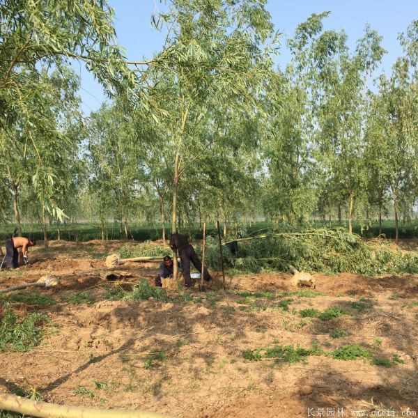 黄金柳树图片黄金柳树基地实拍 黄金柳树图片黄金柳树基地实拍