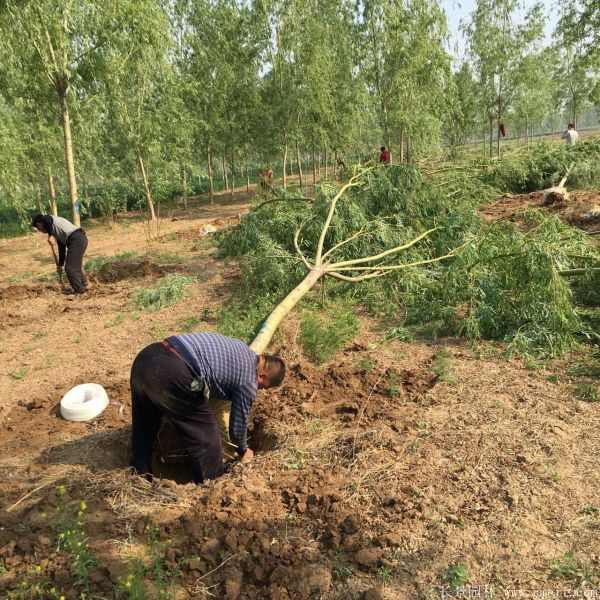 黄金柳树图片黄金柳树基地实拍 黄金柳树图片黄金柳树基地实拍