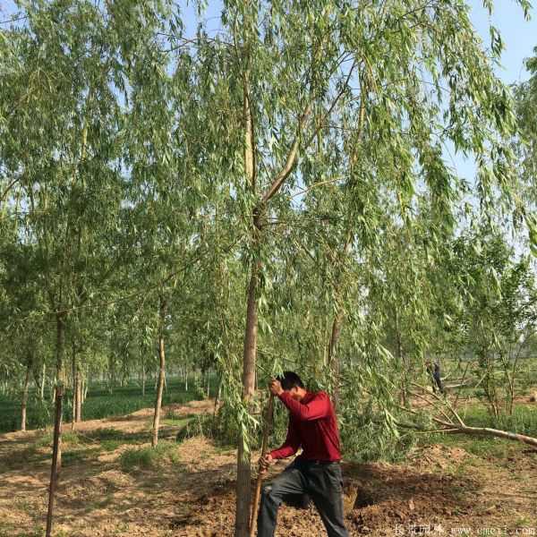 黄金柳树图片黄金柳树基地实拍 黄金柳树图片黄金柳树基地实拍