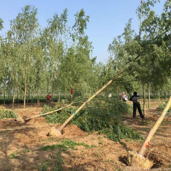 黄金柳树图片黄金柳树基地实拍 黄金柳树图片黄金柳树基地实拍