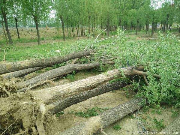 馒头柳图片馒头柳基地实拍 馒头柳图片馒头柳基地实拍