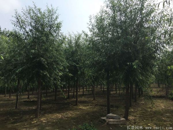 馒头柳图片馒头柳基地实拍 馒头柳图片馒头柳基地实拍