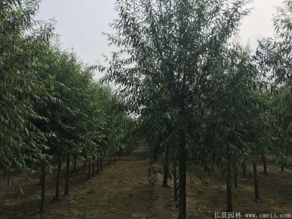 馒头柳图片馒头柳基地实拍 馒头柳图片馒头柳基地实拍