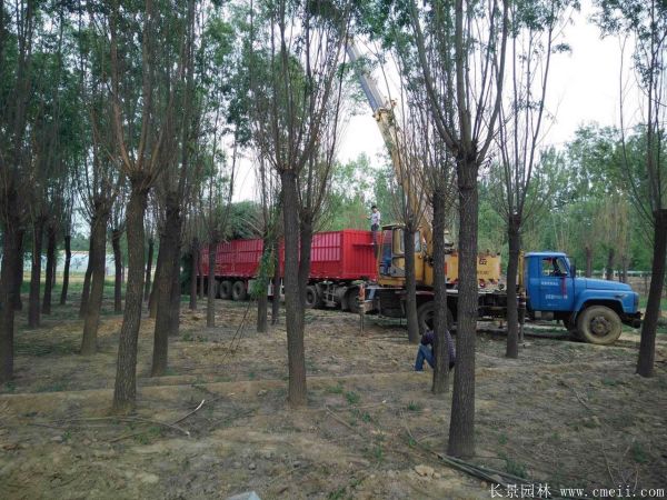 馒头柳图片馒头柳基地实拍 馒头柳图片馒头柳基地实拍
