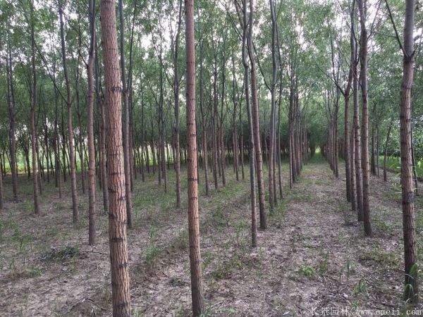 馒头柳图片馒头柳基地实拍 馒头柳图片馒头柳基地实拍