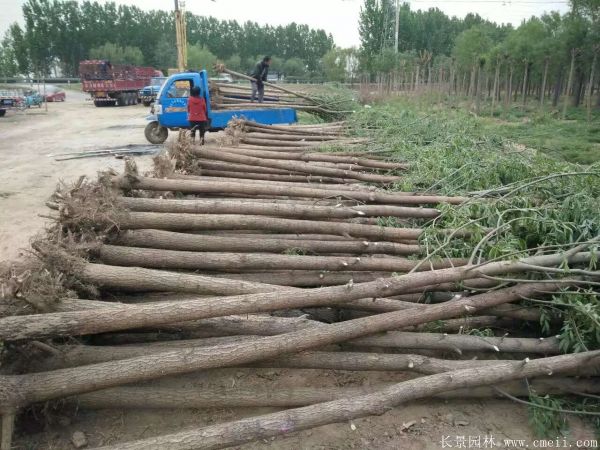 黄金柳树图片黄金柳树基地实拍 黄金柳树图片黄金柳树基地实拍