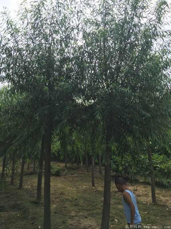馒头柳图片馒头柳基地实拍 馒头柳图片馒头柳基地实拍
