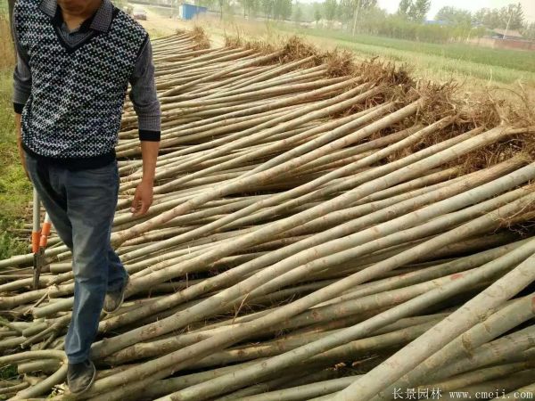馒头柳图片馒头柳基地实拍 馒头柳图片馒头柳基地实拍