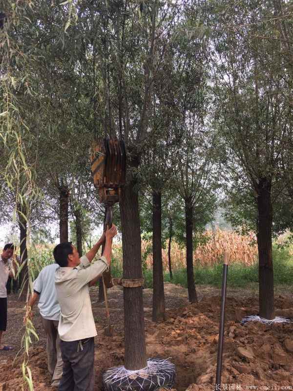 馒头柳图片馒头柳基地实拍 馒头柳图片馒头柳基地实拍