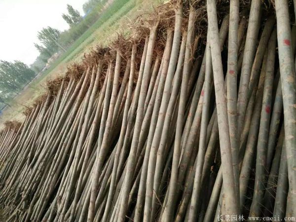 馒头柳图片馒头柳基地实拍 馒头柳图片馒头柳基地实拍