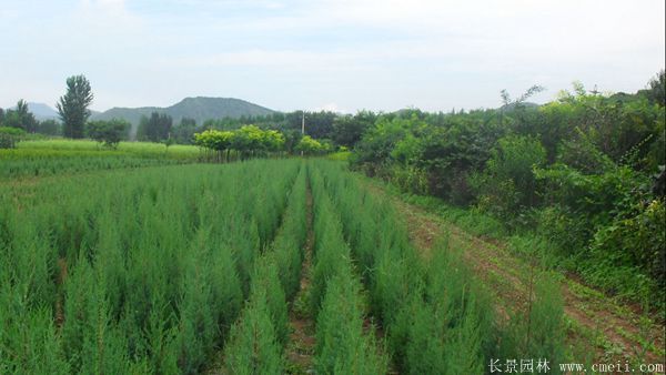 刺柏图片刺柏基地实拍 刺柏图片刺柏基地实拍