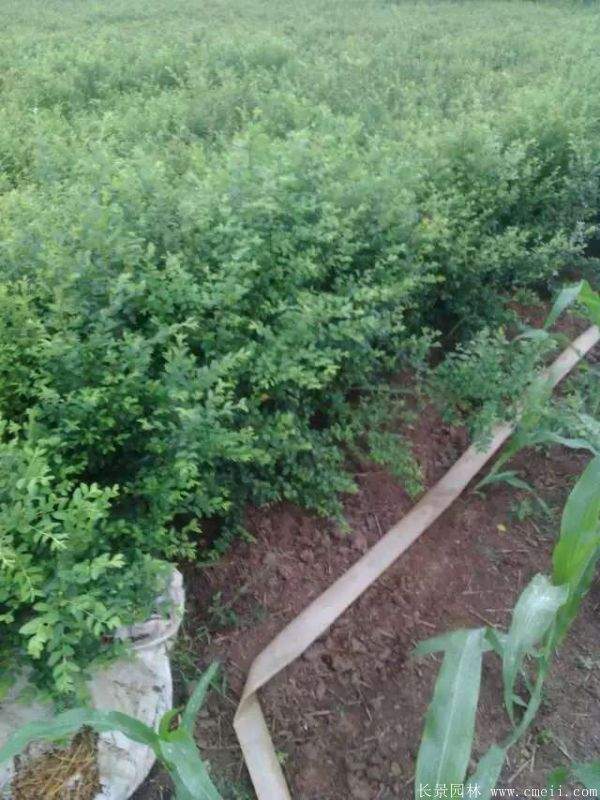 小叶女贞苗图片基地实拍 小叶女贞苗图片基地实拍
