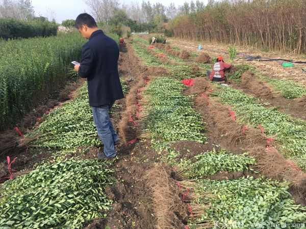 小叶女贞苗图片基地实拍 小叶女贞苗图片基地实拍