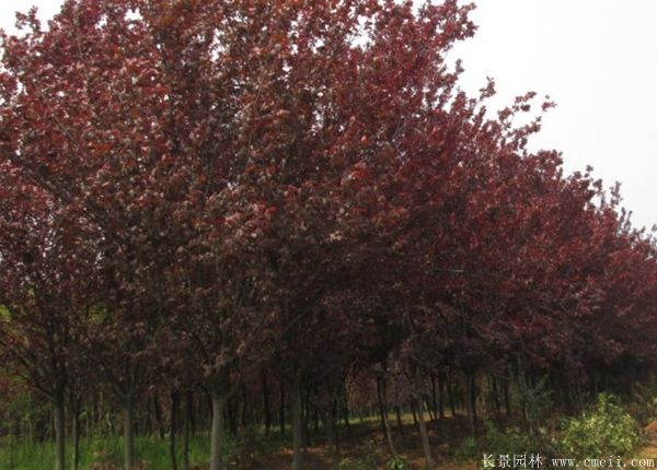 红叶李图片基地实拍 红叶李图片基地实拍