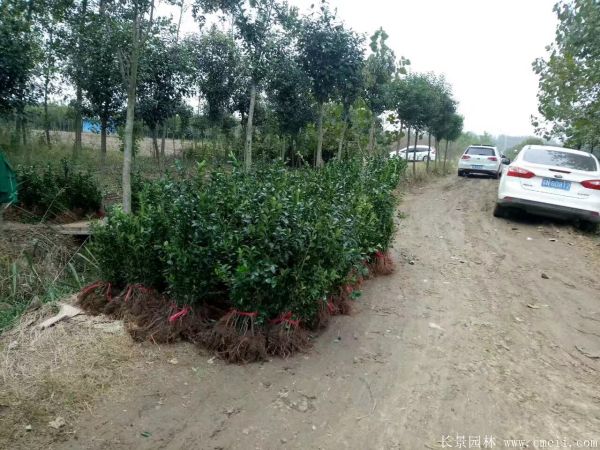 冬青小苗图片基地实拍 冬青小苗图片基地实拍