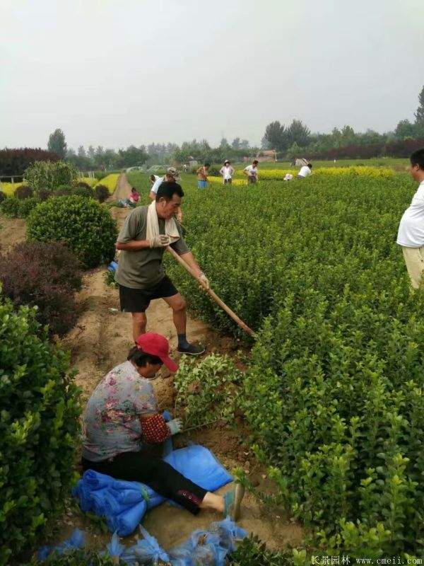 冬青小苗图片基地实拍 冬青小苗图片基地实拍