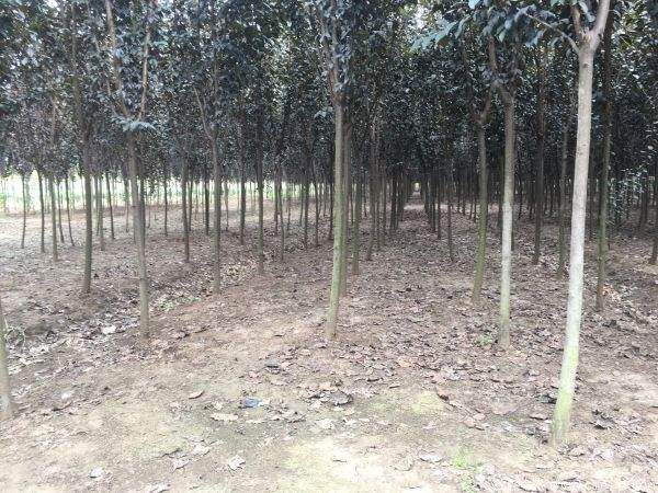 红叶李图片基地实拍 红叶李图片基地实拍