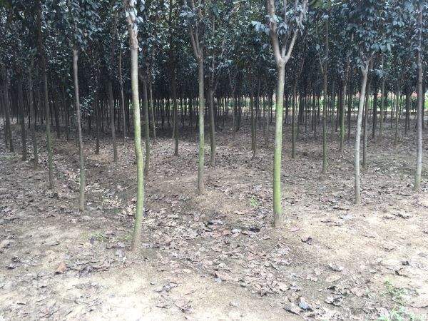 红叶李图片基地实拍 红叶李图片基地实拍