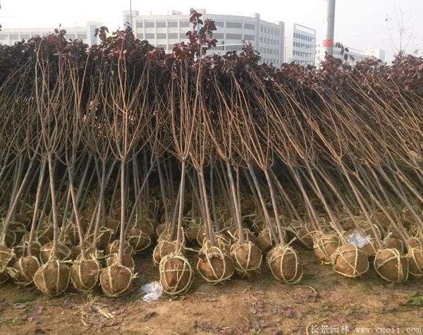红叶李图片基地实拍 红叶李图片基地实拍