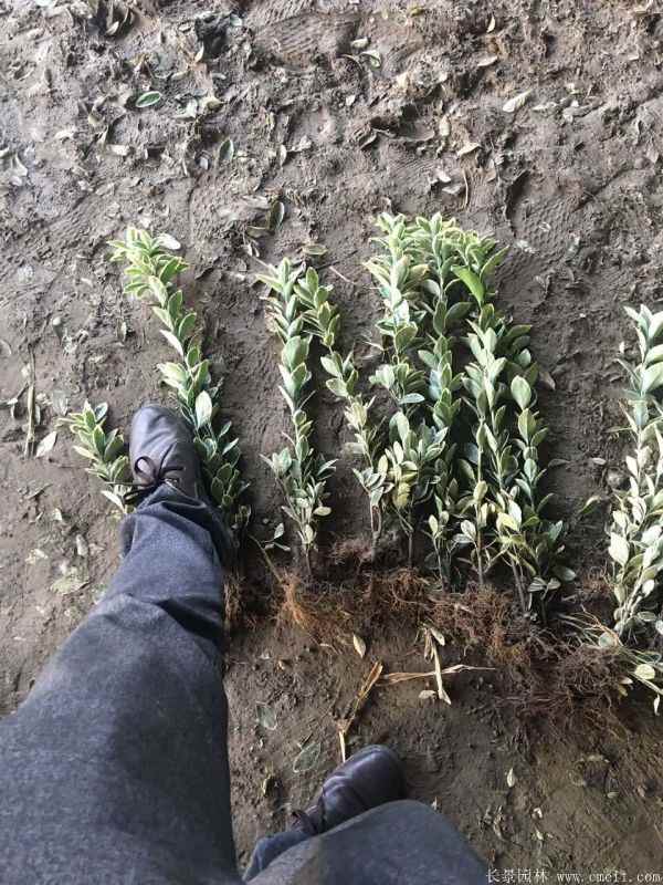 金边黄杨小苗图片基地实拍 金边黄杨小苗图片基地实拍