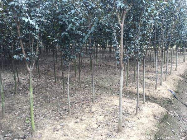 红叶李图片基地实拍 红叶李图片基地实拍