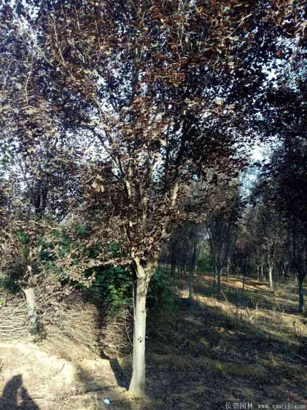 红叶李图片基地实拍 红叶李图片基地实拍